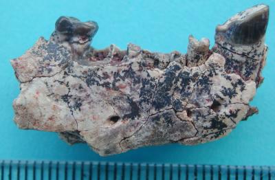 Ganlea Megacanina Ganlea Megacanina